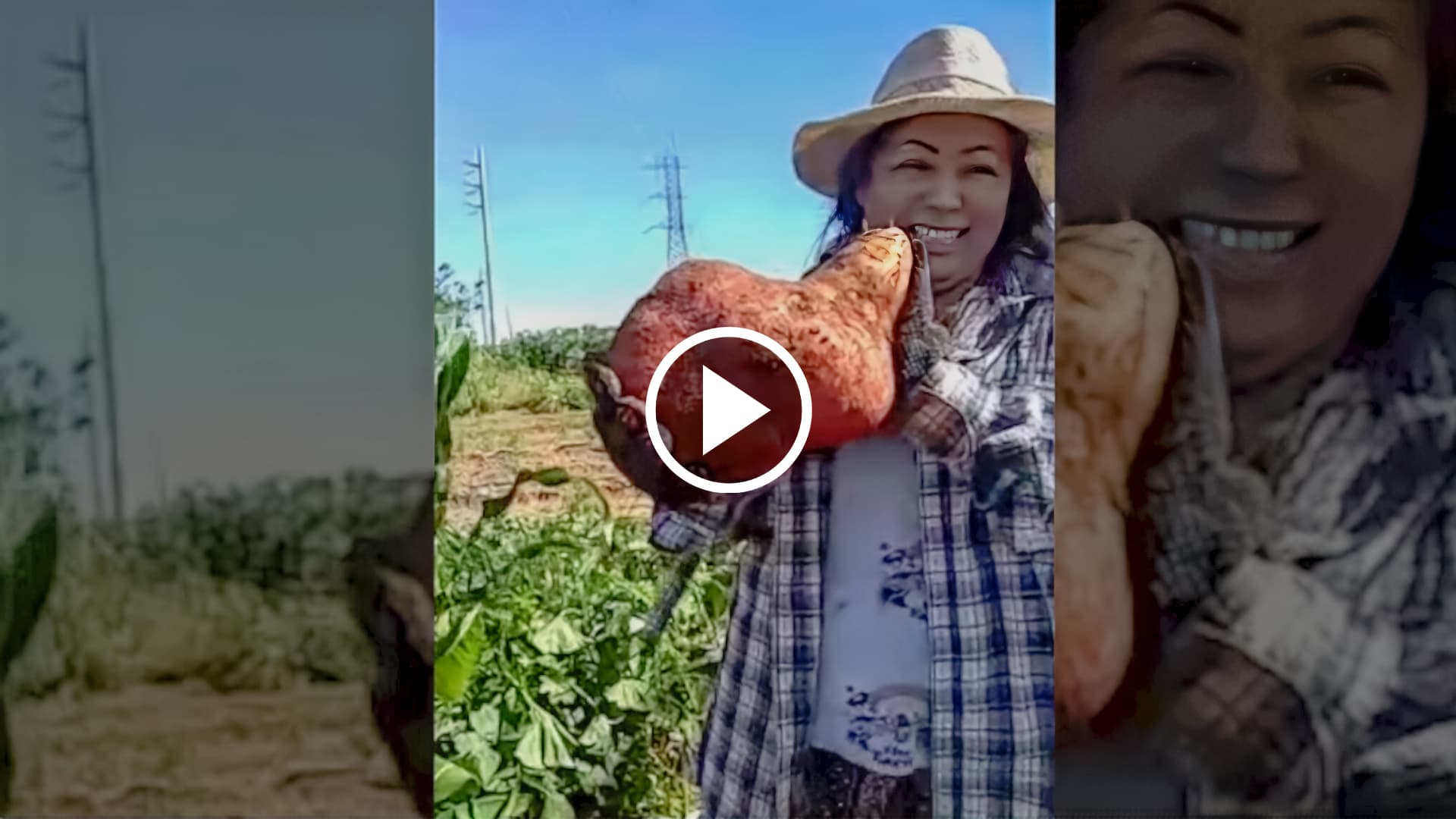 Um morador colhe batatas doces gigantes em uma horta comunitaria