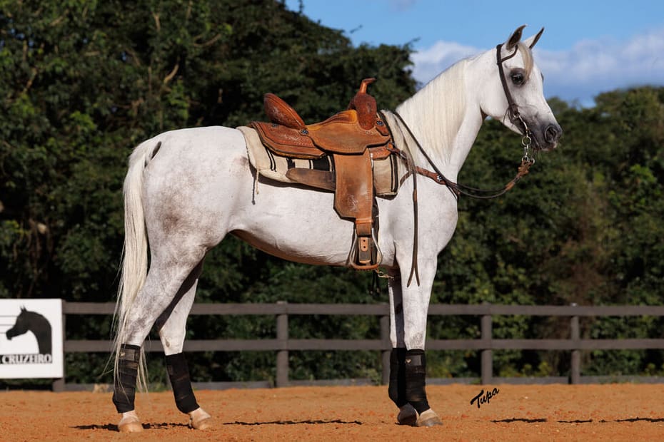 2o Leilao do Haras Cruzeiro oferece selecao diferenciada de cavalos