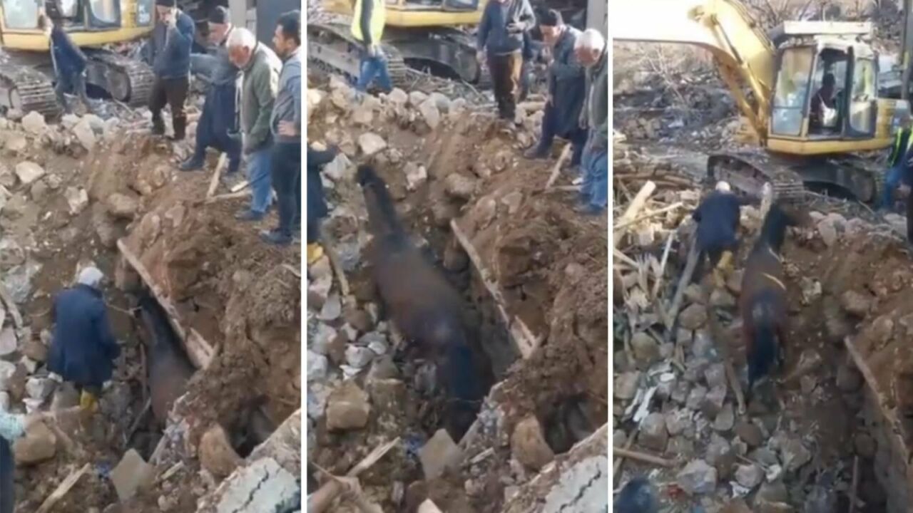 Cavalo encontrado vivo nos escombros do terremoto na Turquia