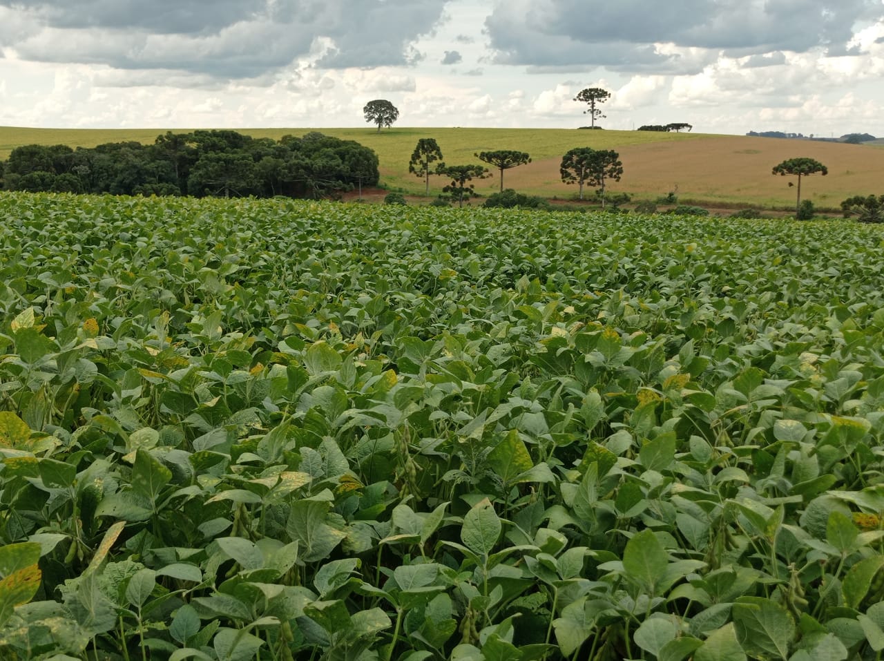 EmaterRS Chuvas insuficientes podem comprometer a produtividade da soja
