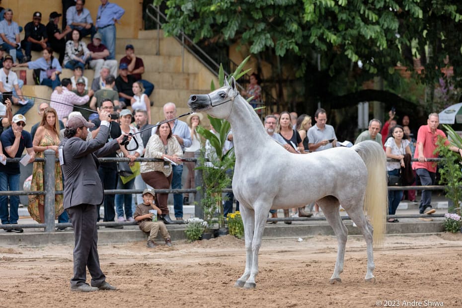 Programa Cavalo Arabe destaca retorno marcante da raca ao Parque