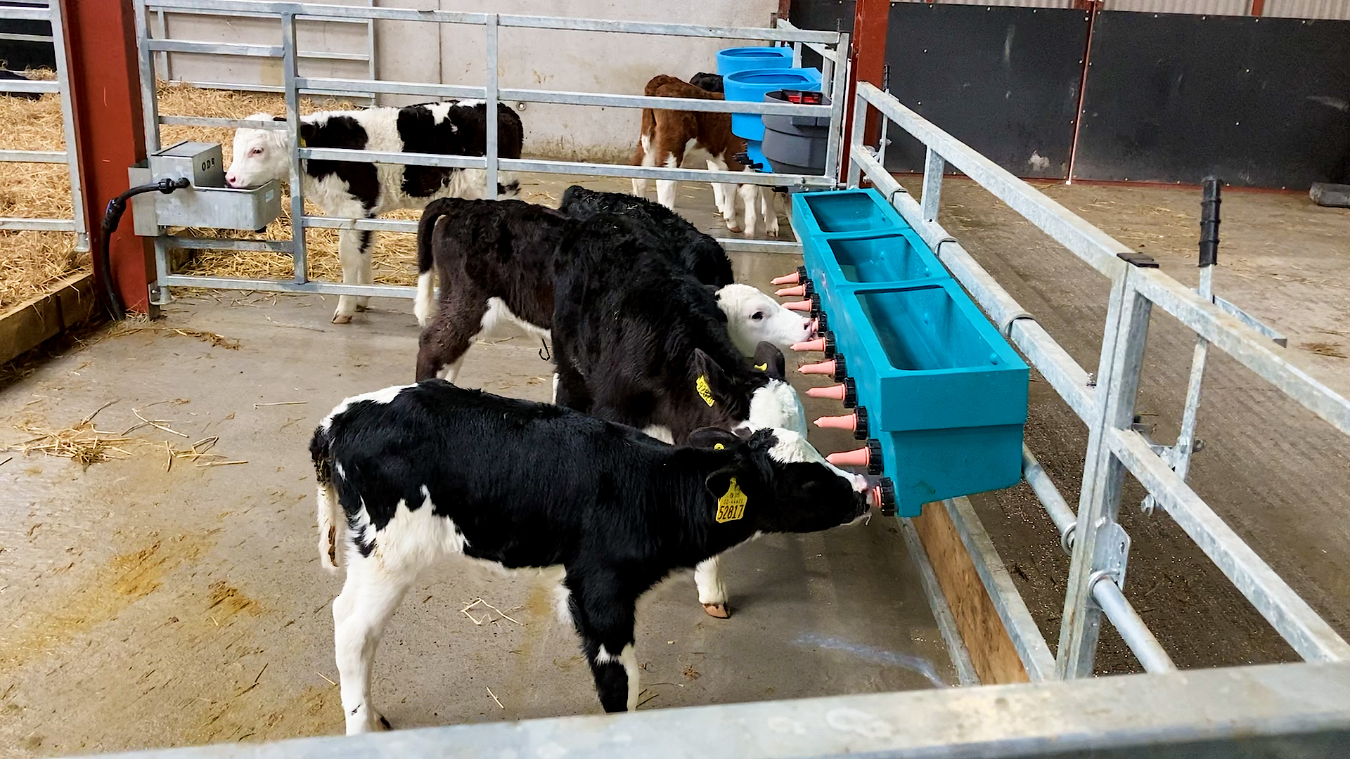 Spring Calf Series Alimentando o bezerro leiteiro