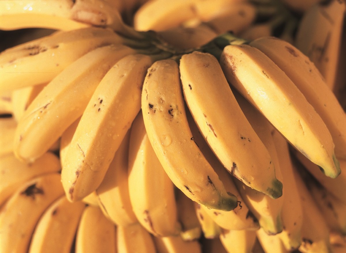 Boletim Agropecuario de abril traz recuperacao na producao de banana