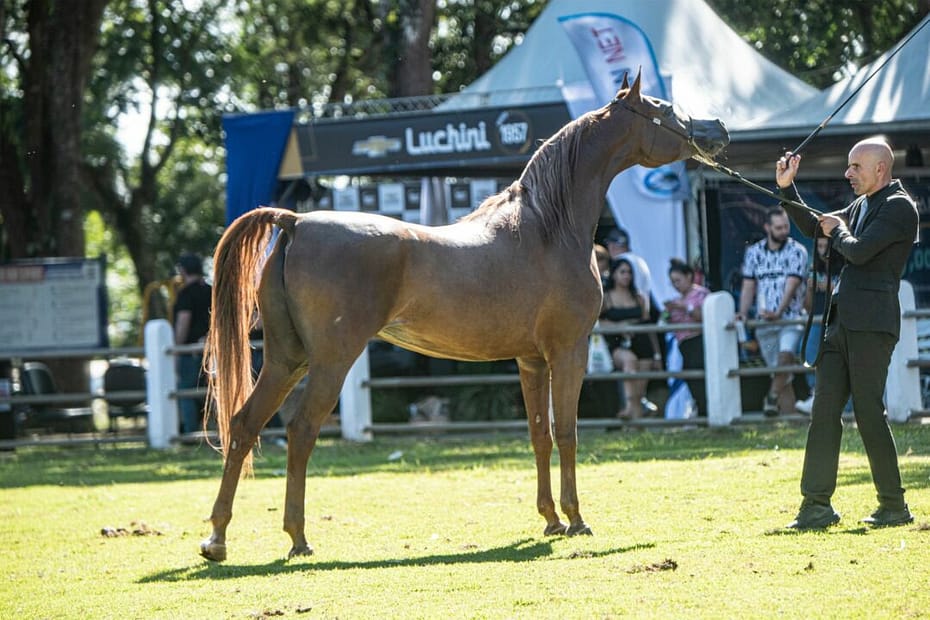 Cavalo Árabe chama atenção durante rodeio em Bragança Paulista (SP)