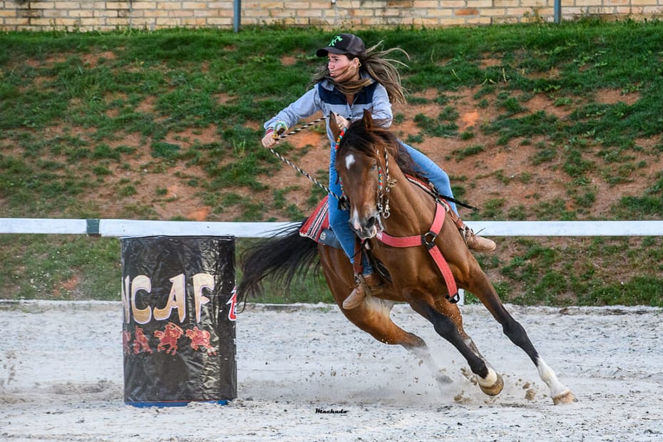 Cavalo de esporte arabe e o tema do programa de