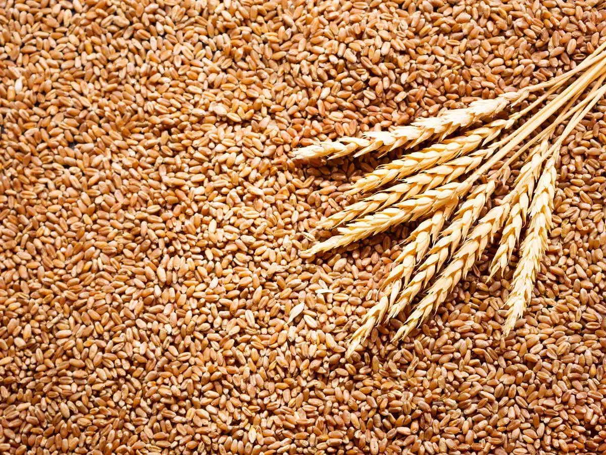 O papel da Embrapa no desenvolvimento do trigo no Brasil