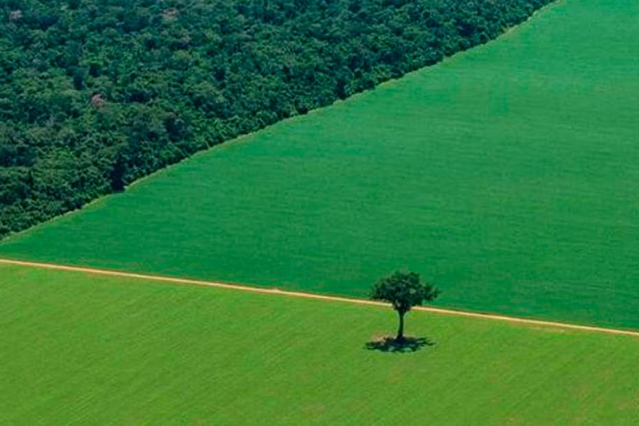 Reuters Agronegocio brasileiro reage a lei da UE sobre desmatamento