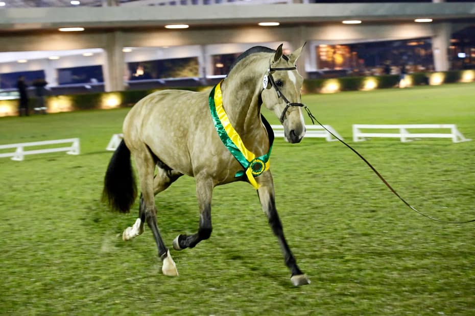 41a Expo Internacional do Cavalo Lusitano sera realizada no Centro.webp