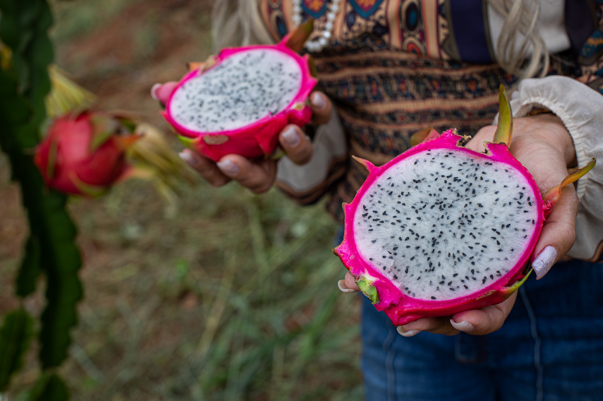 Cientistas desenvolvem cultivares de pitaya geneticamente superiores