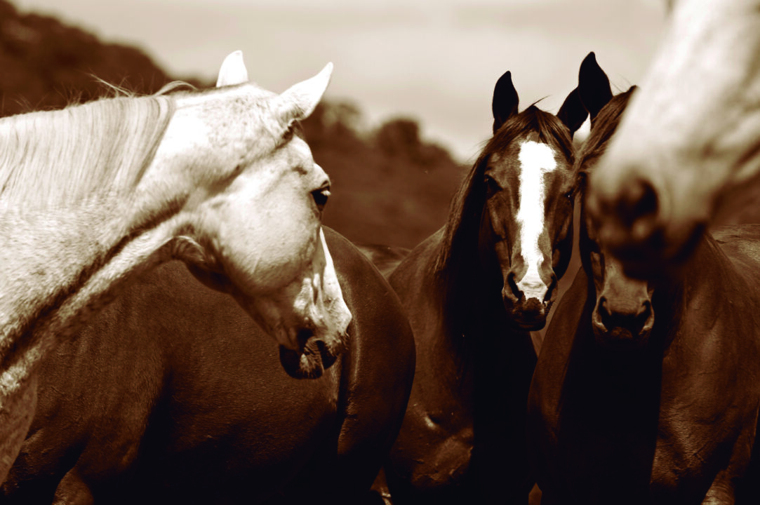 Revista IBEqui destaca ‘O Brasil dos Cavalos’ em sua primeira edição