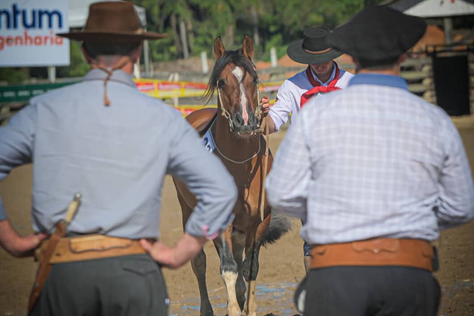 Seletiva na região do litoral catarinense reúne os melhores da criação de cavalos Crioulos