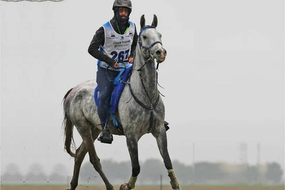 Conan DJok TRIO cavalo arabe brasileiro vence prova de enduro