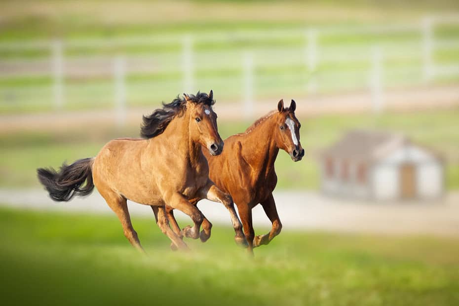 Osteoartrite pode prejudicar cavalos de alto desempenho
