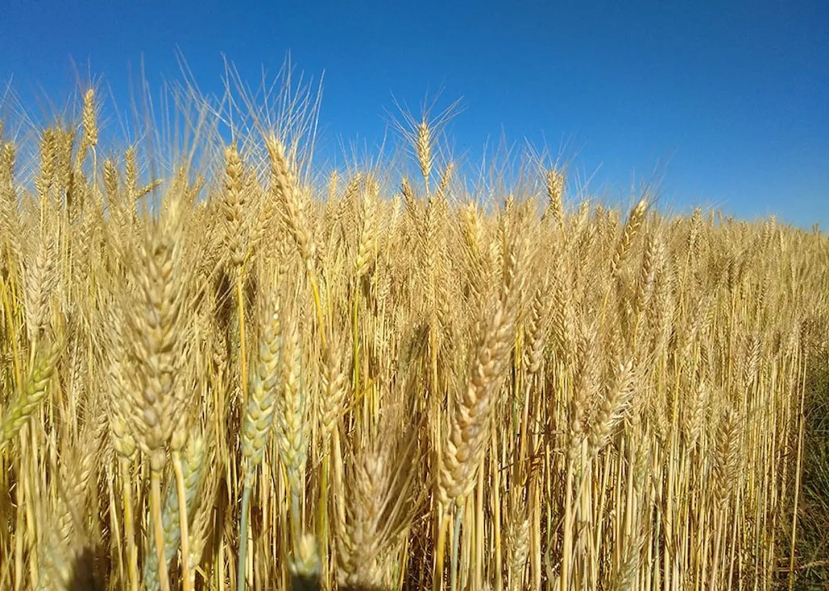 Pesquisas mostram que as plantacoes de trigo absorvem mais CO2.webp