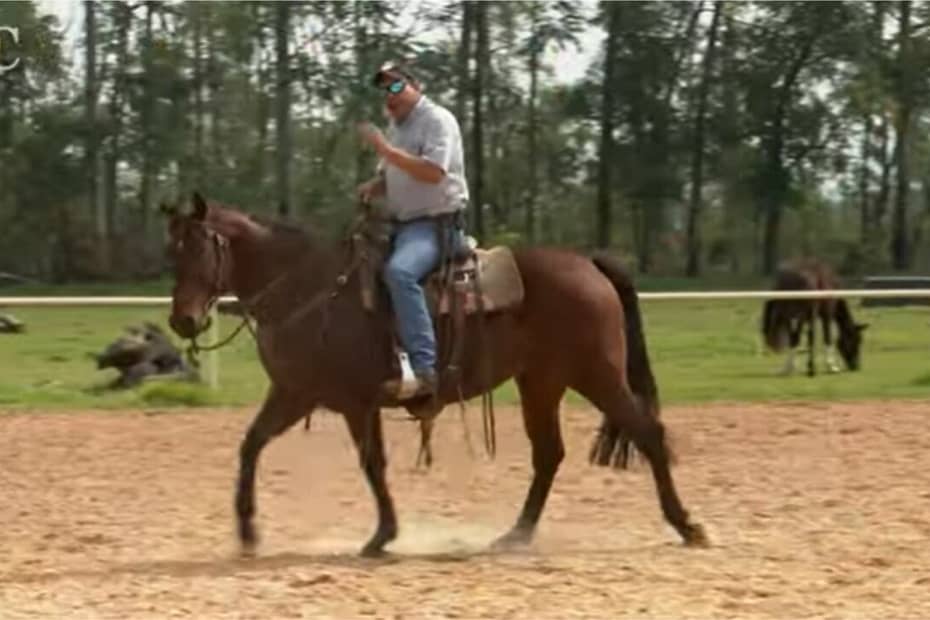 TV UC ensina a treinar o cavalo para perder a