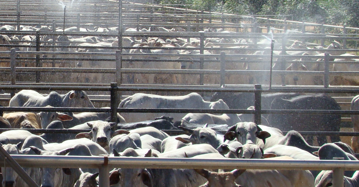 abate de bovinos frangos e suinos cresce no 1o trimestre