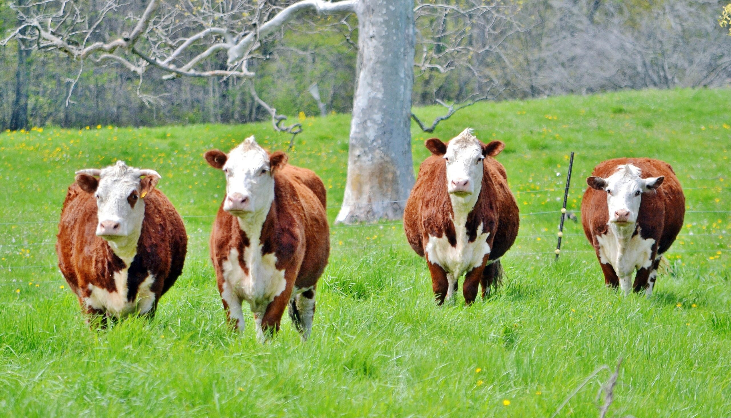 Assocon junta-se ao movimento para aprovar proposta sobre rastreabilidade de bovinos