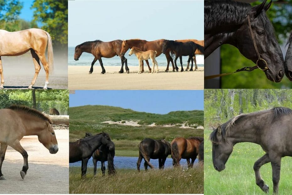 Cavalos raros têm suas raças preservadas com a ajuda de projetos e ações