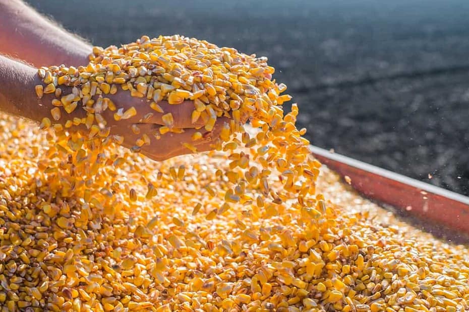 Colheita do milho no Paraná começa de forma lenta devido a umidade nos grãos