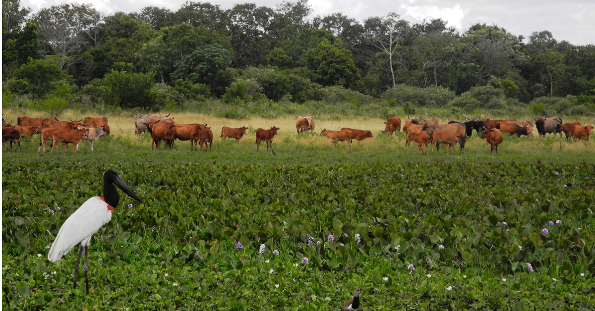 Em seis meses, choveu mais que o esperado para o ano todo na região do Pantanal em MS • Portal DBO