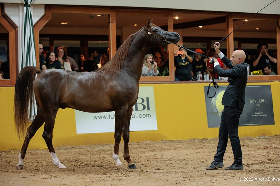 Maior exposição do Cavalo Árabe da América Latina acontece em julho