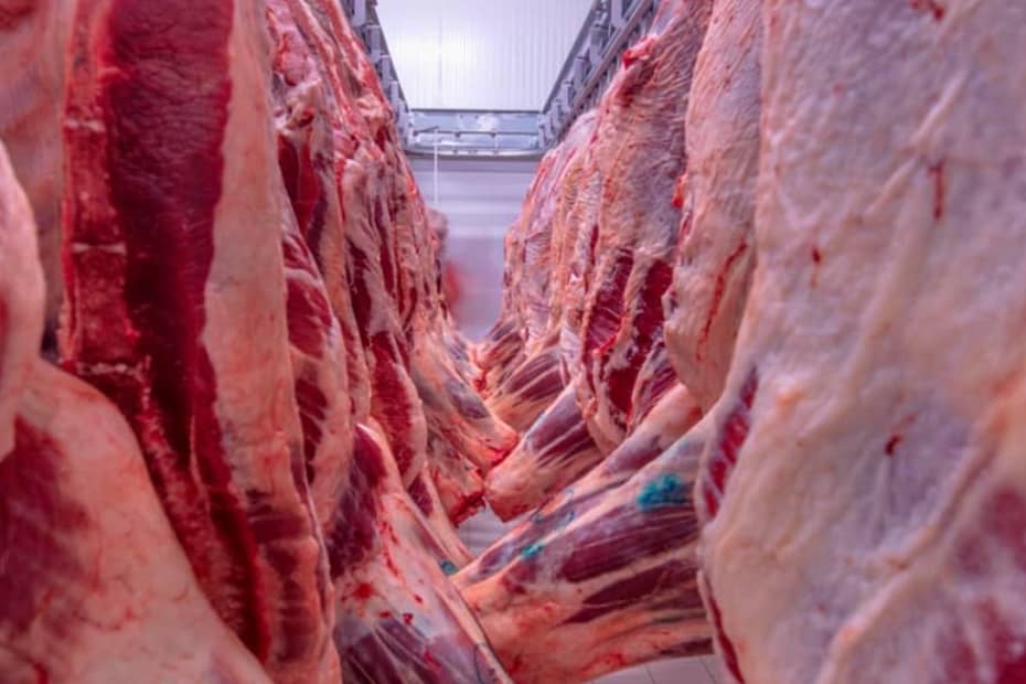 Mercado do boi gordo perde força em algumas praças pecuárias brasileiras • Portal DBO