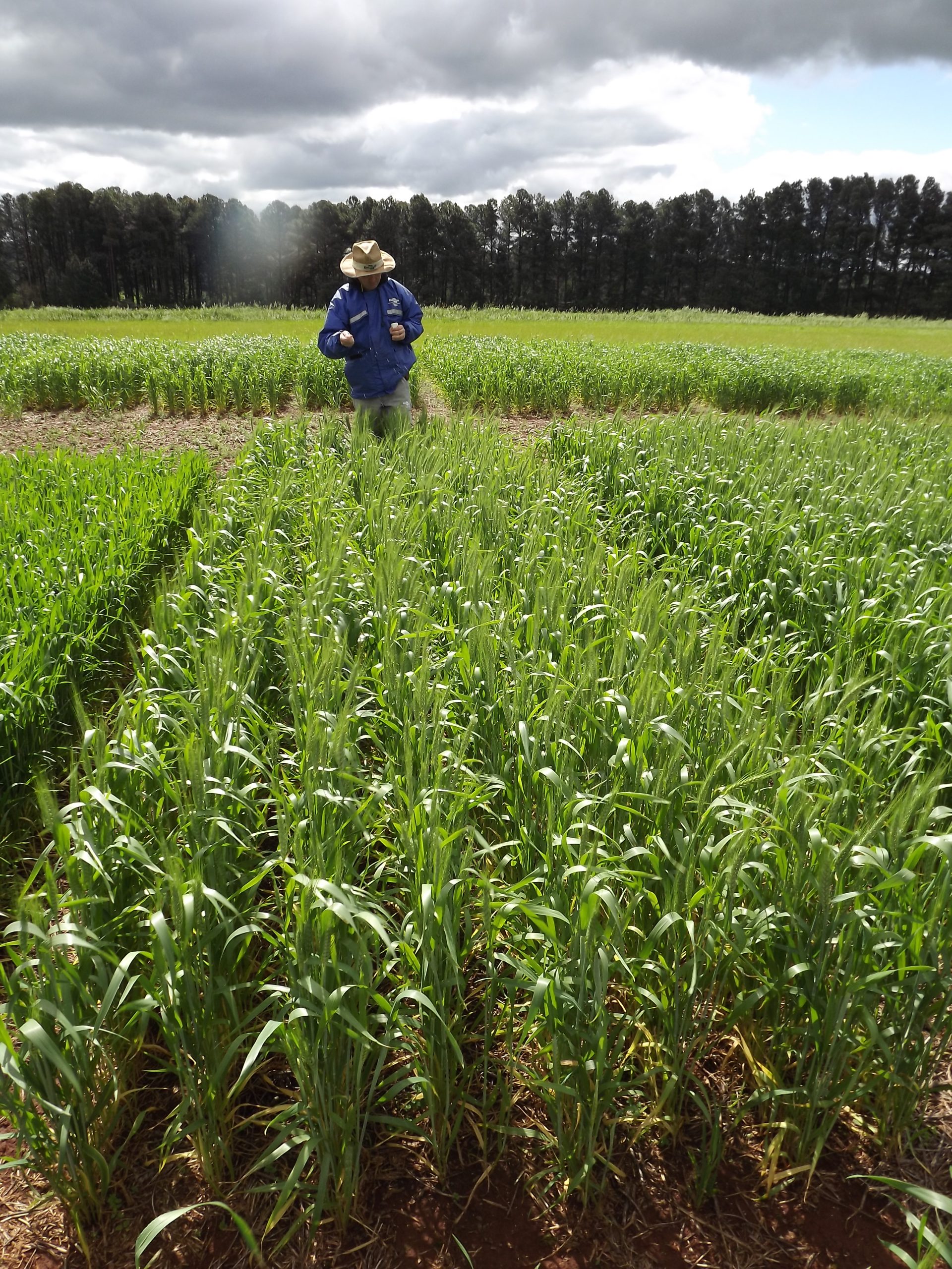 Planejamento garante bons resultados na adubação nitrogenada do trigo