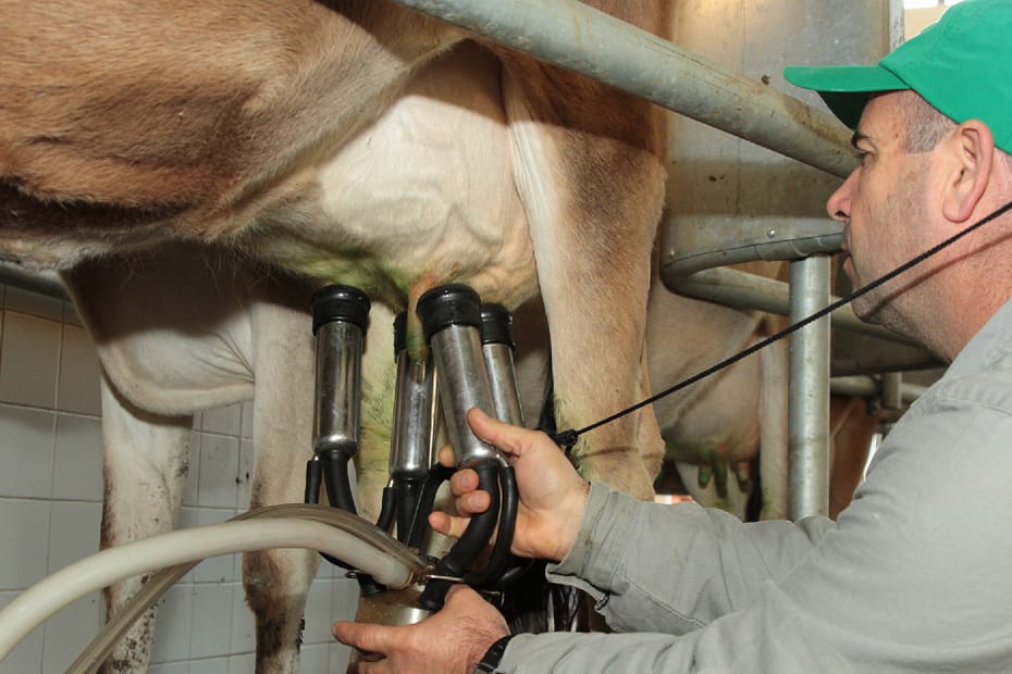 Preço ao produtor de leite fecha o 1º trimestre com alta de 9,3%, diz Cepea • Portal DBO