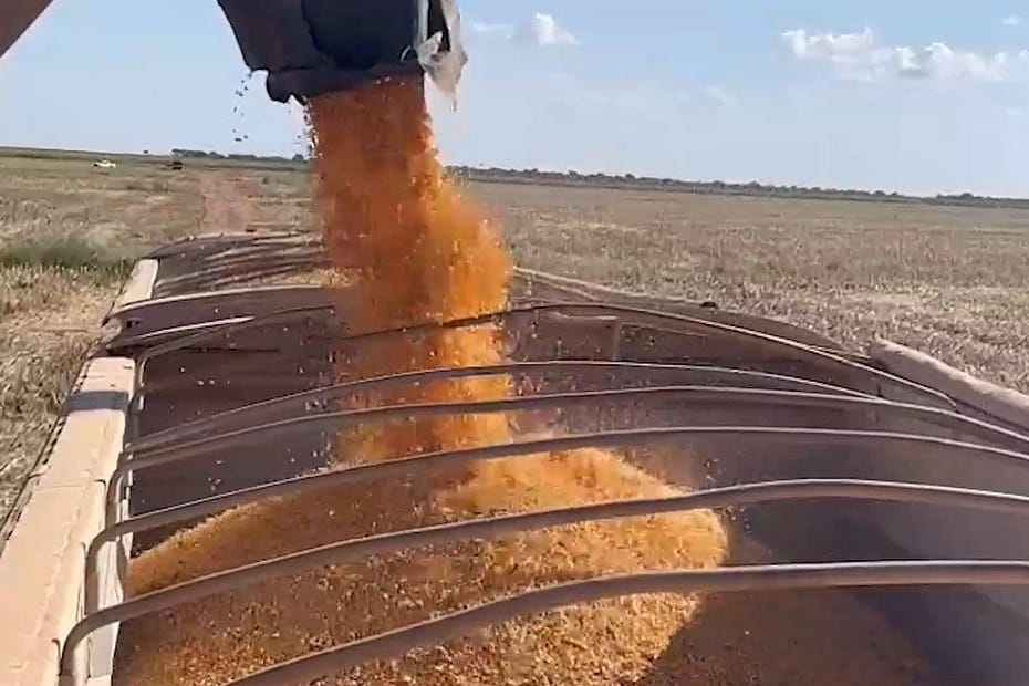Preço do milho ainda não garante rentabilidade às cadeias da proteína animal