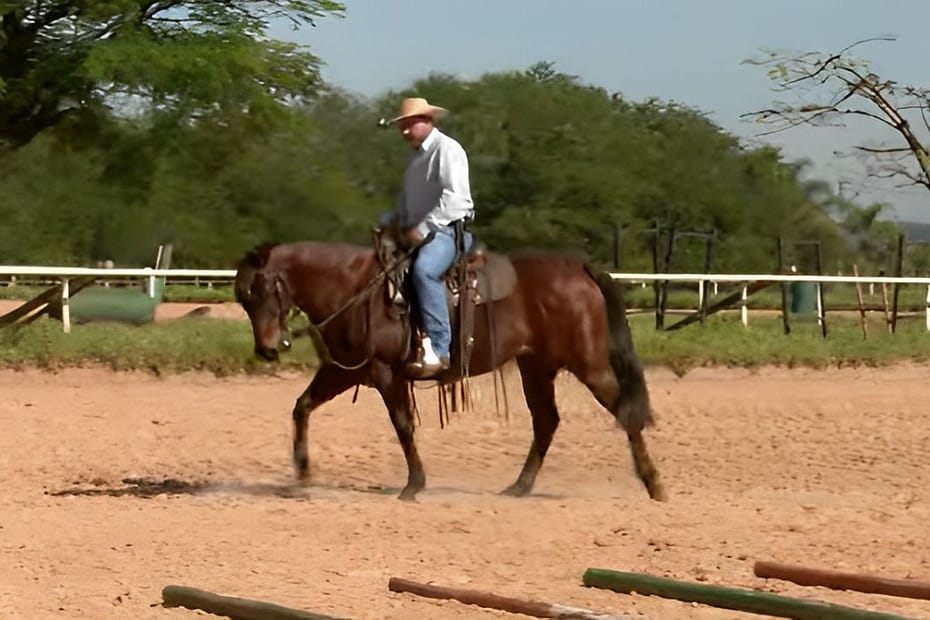 TV UC explica sobre equitação clássica e western