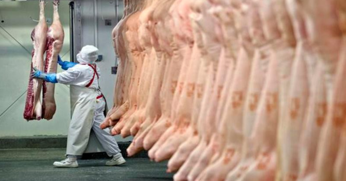exportações de carne suína fecham 1° semestre de 2023 com alta de 15,6% • Portal DBO