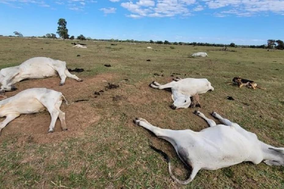 gado bovinos morte baixas temperaturas