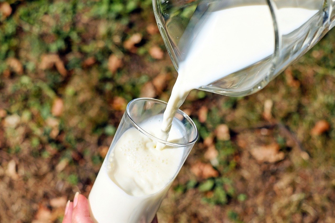 leite - produção leiteira