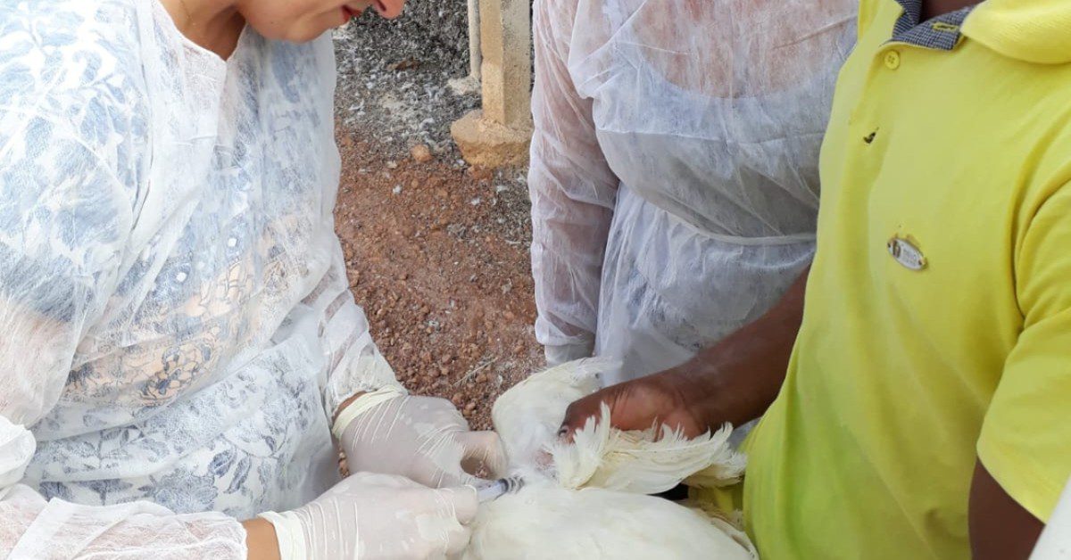Instituto Mineiro de Agropecuária adota rotina especial durante o alerta contra gripe aviária • Portal DBO