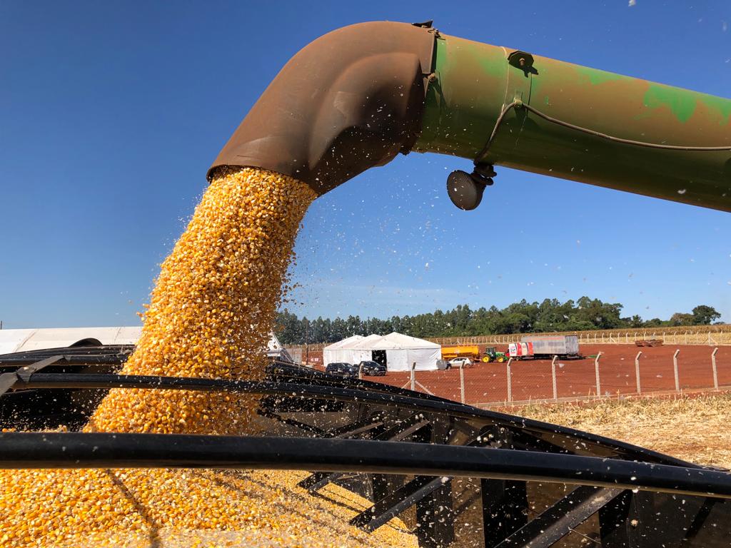 Colheita de milho no Brasil atinge 7788 apesar de chuvas