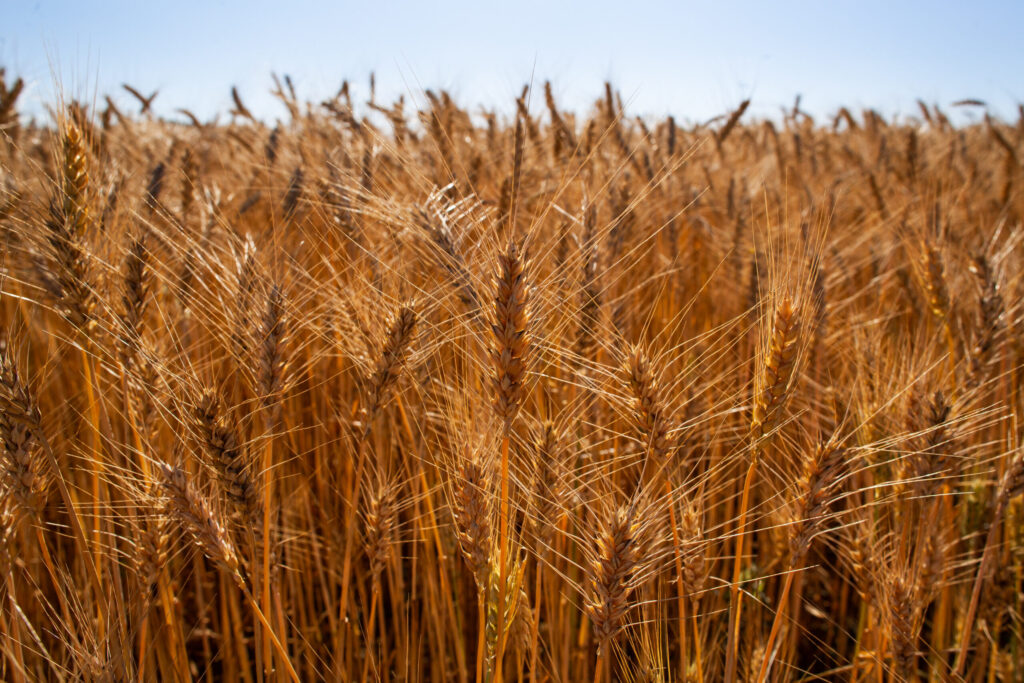 Cultivo de trigo anima produtores gauchos