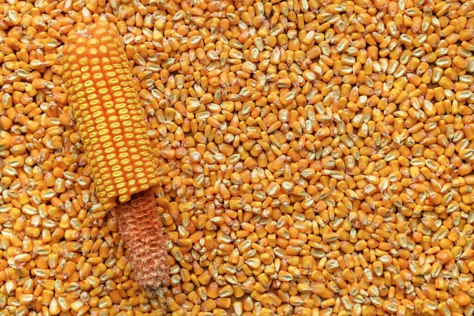 Exportacao de milho pode atingir 9859 milhoes de toneladas em