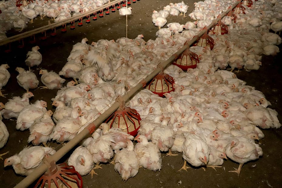 Japão retira embargo de importação da carne de frango de Santa Catarina