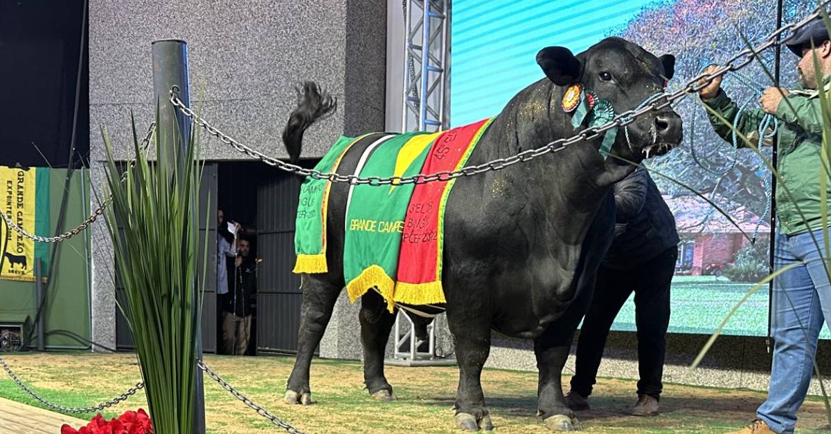 touro Brangus e valorizado em R 456000 no Leilao Reconquista