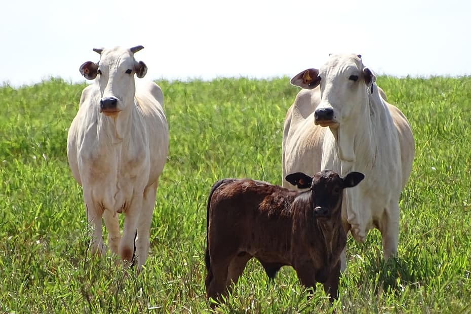 5 passos para a intensificação da cria na pecuária de corte