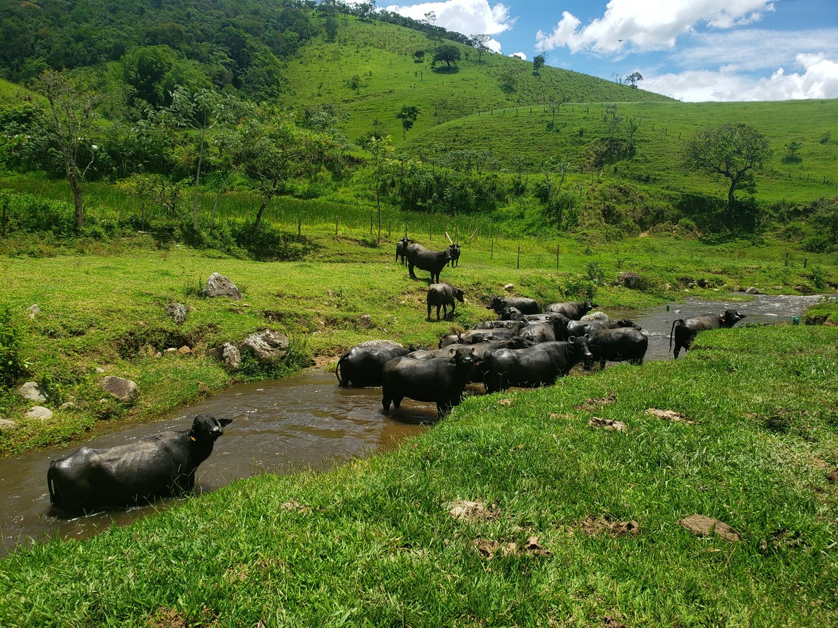 Criação de búfalas já é estratégica na economia do Vale do Ribeira | Pecuária