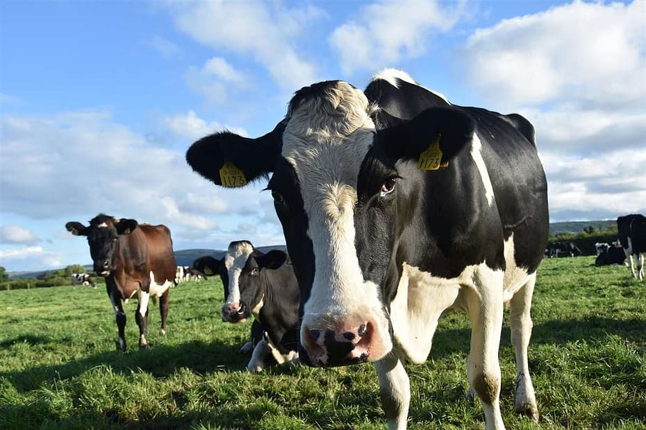 Sabemos conversar com nossas vacas? - MilkPoint | Notícias, produção e mercado de leite no Brasil e no mundo