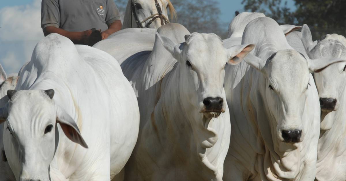 Fazenda Sisan reforça a oferta de touros Nelore • Portal DBO