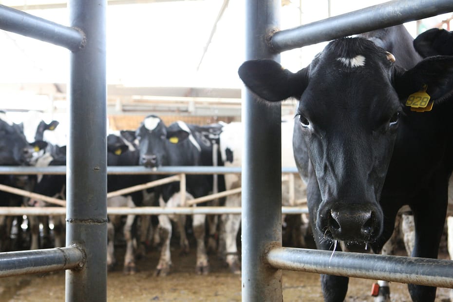 Fazenda em Israel produz 15.000 L/Dia de leite no deserto — CompreRural