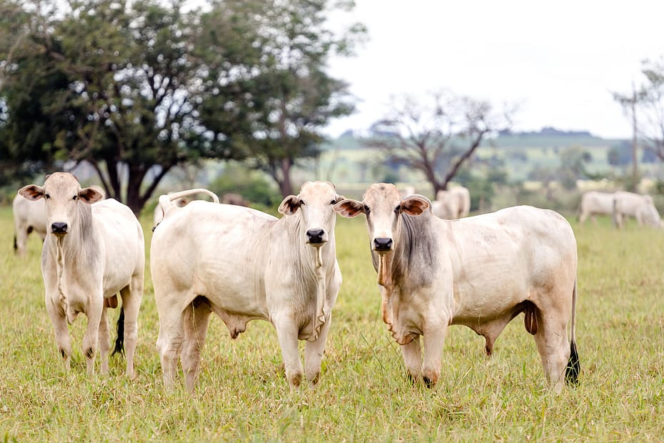 Como manter o desempenho do gado de corte na seca?