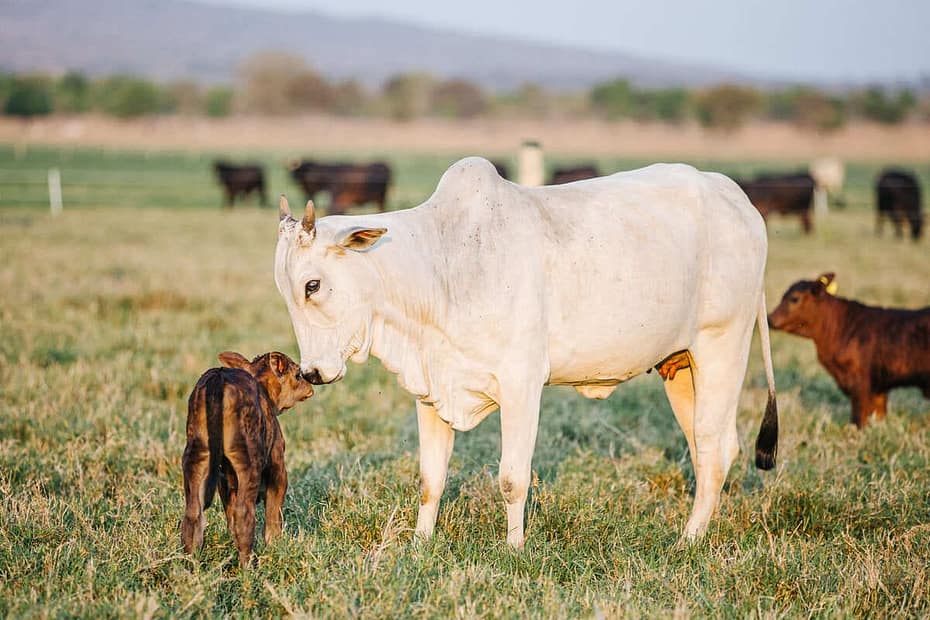 Habilidade materna para seleção de bovinos: veja a importância