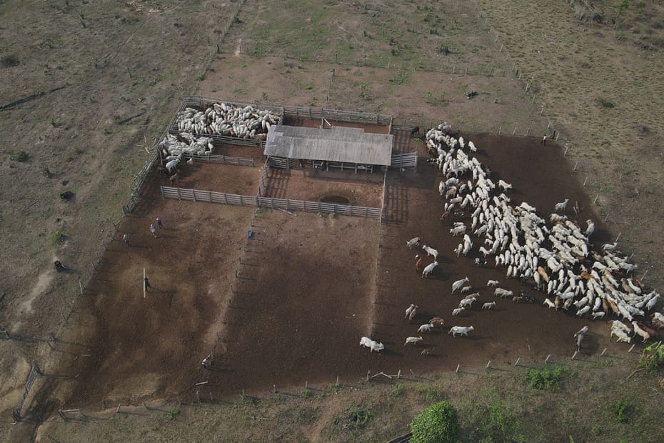 Em nova operação, Ibama retira cerca de 1.730 cabeças de gado de fazenda no Pará — CompreRural