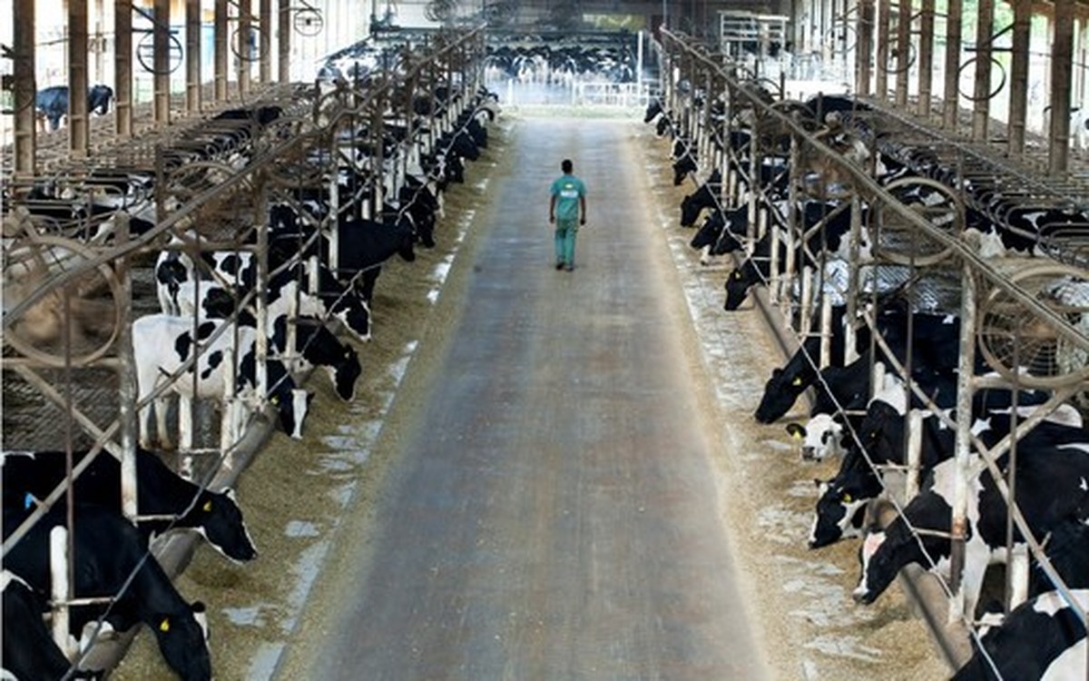 Representantes do setor lácteo voltam a cobrar medidas contra importações do Mercosul | Leite