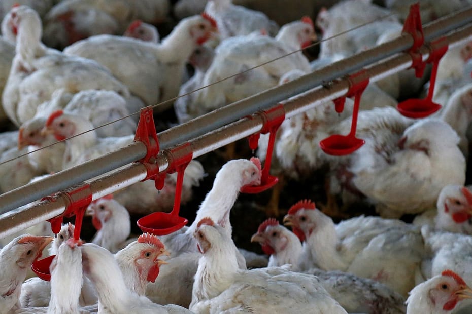 Combate à gripe aviária é nova tacada da Kersia no Brasil | Pecuária