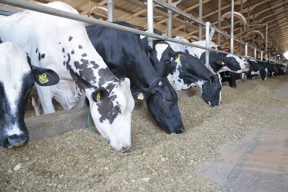 principais exigências nutricionais de bovinos leiteiros